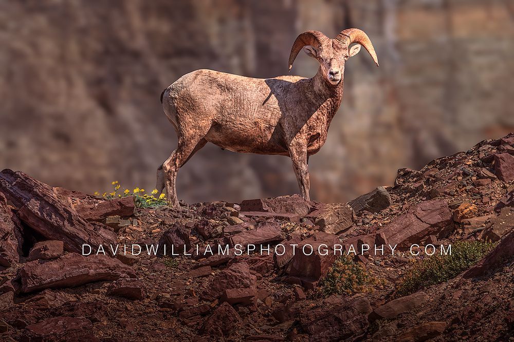 Side view of a Big Horn Sheep Ram making eye contact on a rocky ledge in golden light in Glacier National Park, Montana.