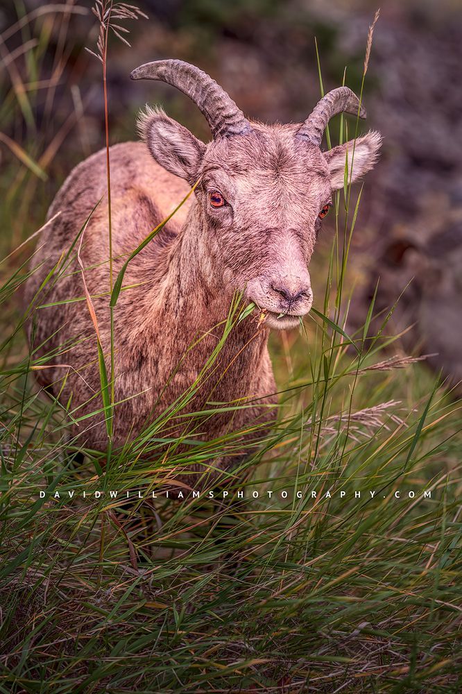 A Bighorn sheep in the mountain grass, Yellowstone, WY