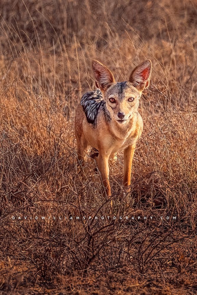 A Black Backed Jackal in the savanna of Samburu, Kenya