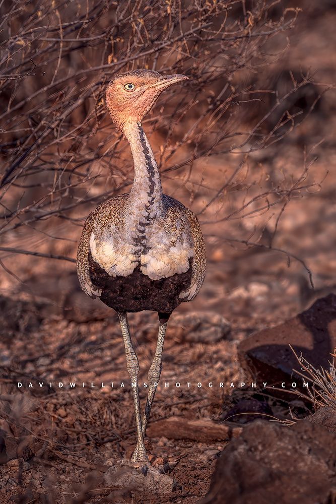 A tight shot of the front of a black-bellied bustard, Kenya, Africa