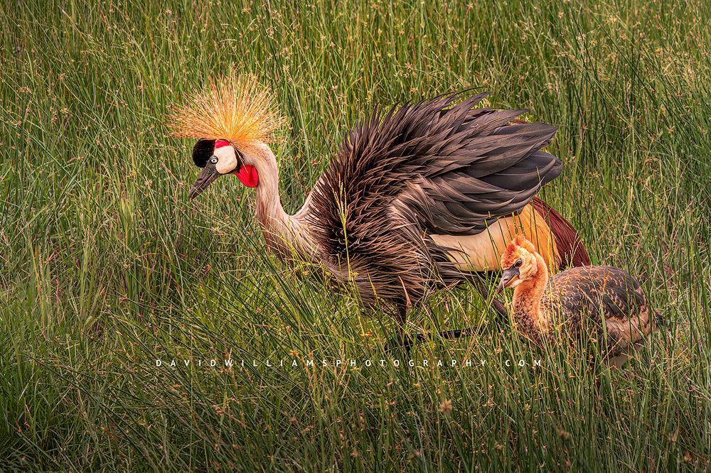 The beautiful fluffed feathers of a Black Crown Crane, Kenya