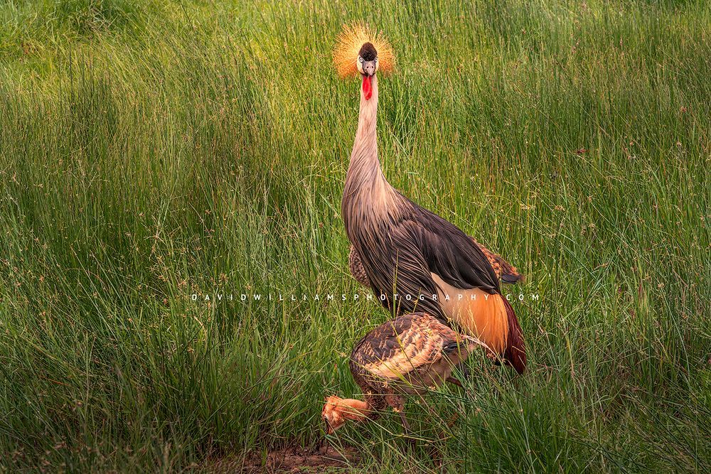 The beautiful feathers of a Black Crown Crane, Amboseli, Kenya