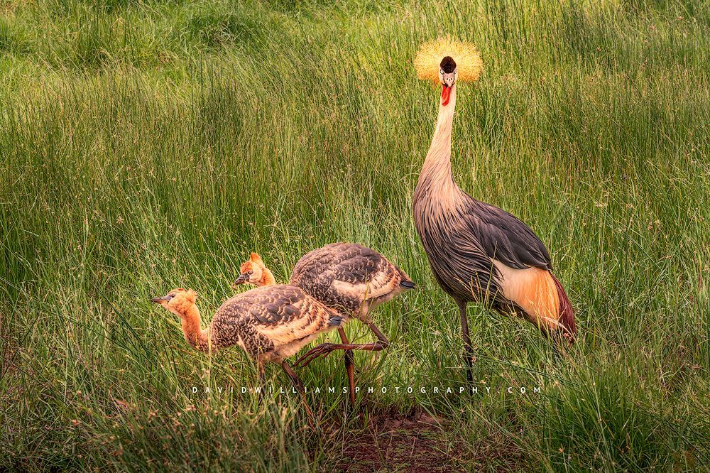 A family of Black Crown Cranes in golden light, Africa
