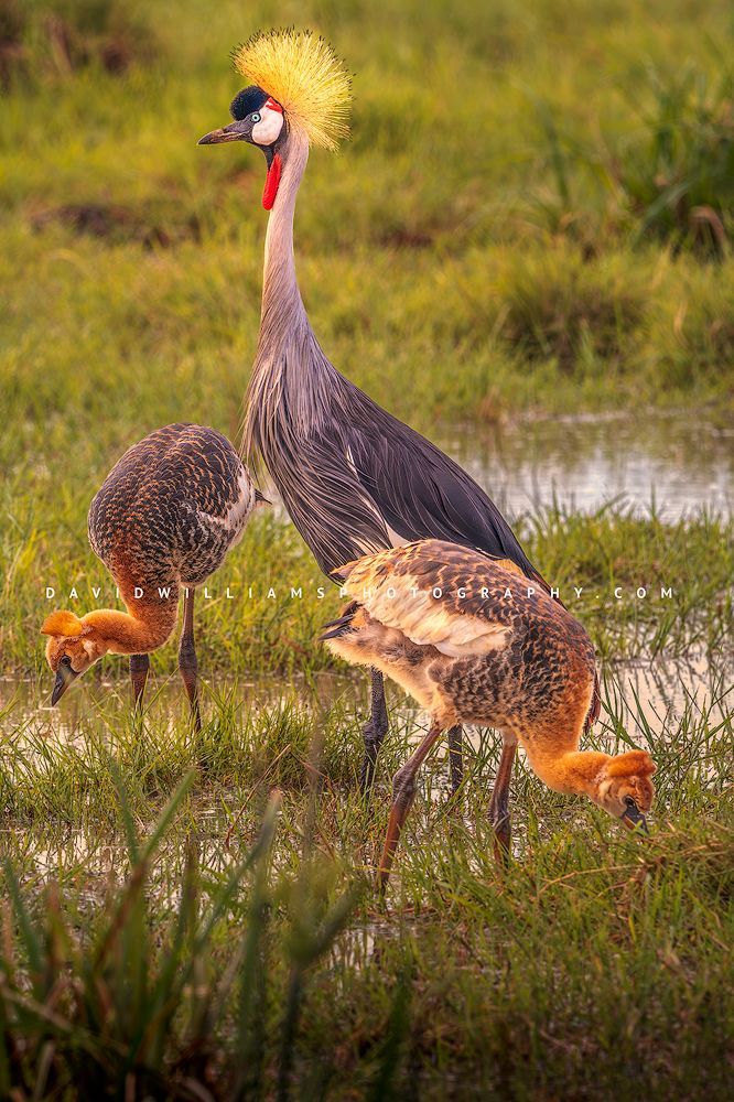 A Black Crown Crane and 2 baby colts in golden light, Kenya