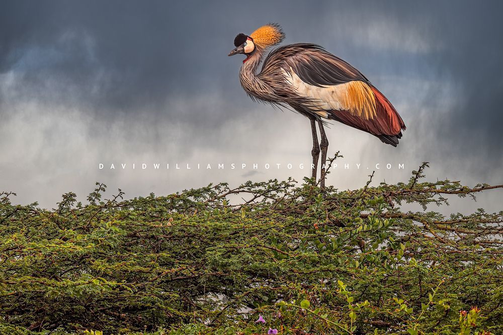 The colorful feathers of a Black Crown Crane, Nairobi, Kenya