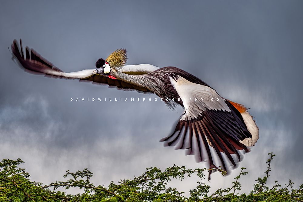 A Black Crown Crane in flight, Africa