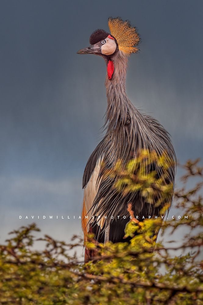 The beautiful feathers of a Black Crown Crane, Nairobi, Kenya
