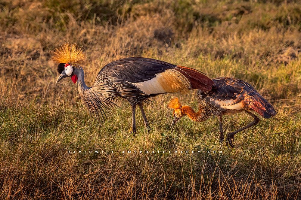 Black Crowned Crane with juvenile colt, Kenya
