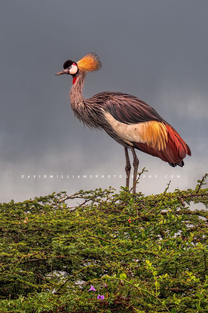 The colorful feathers of a Black Crown Crane, Nairobi National Park