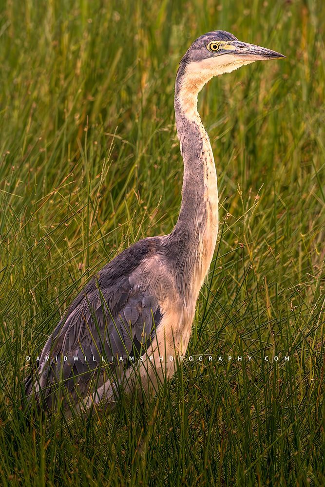 A close up of a Black Headed Heron, Kenya, Africa