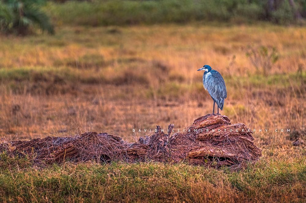 A black Headed Heron in the wetlands of Amboseli, Kenya