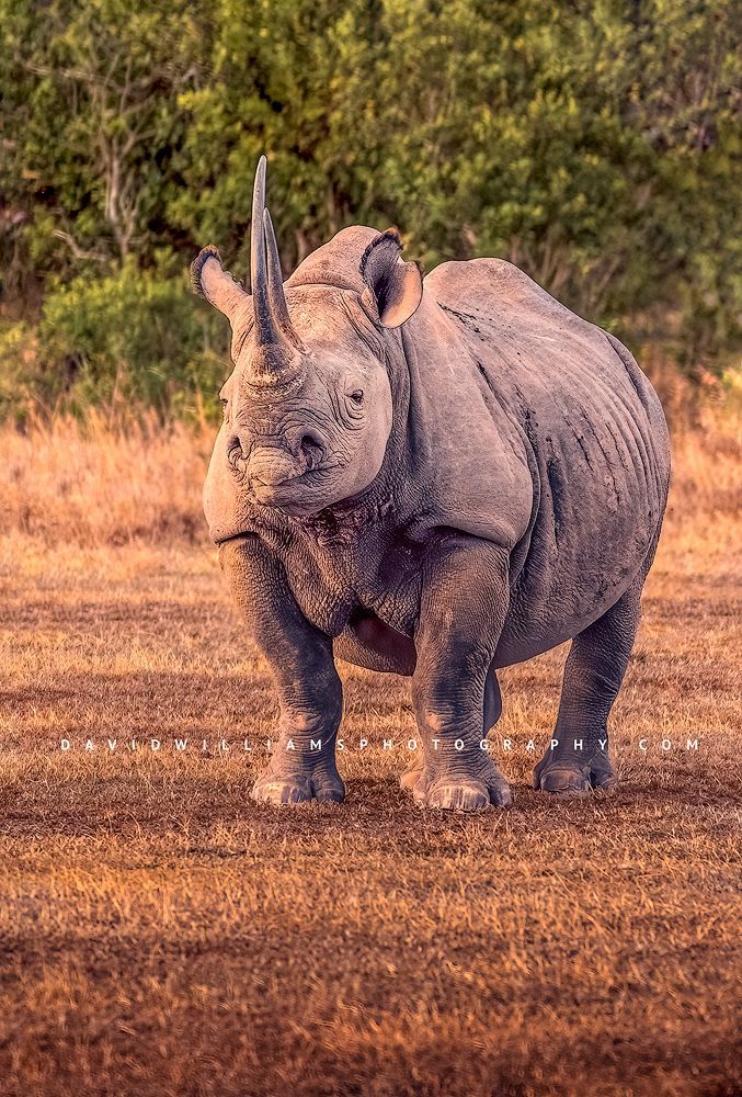 A large Black Rhino with huge horns as the sun sets in OL Pejeta Conservancy, Kenya
