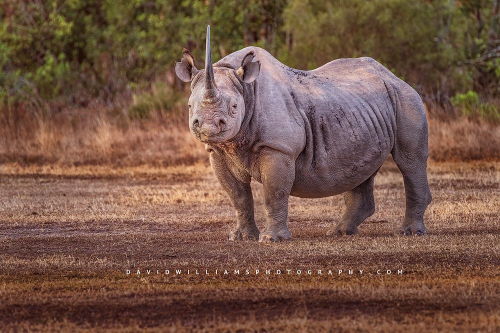 A large Black Rhino with huge horns at sundown in OL Pejeta, Kenya