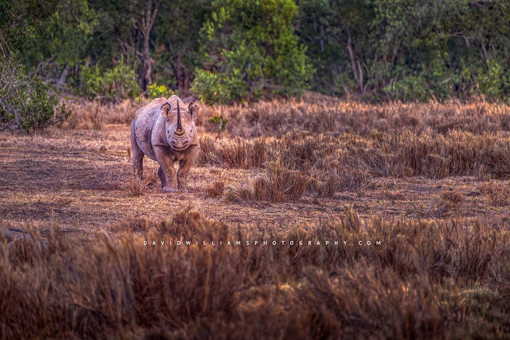 A Black Rhino with large horns in golden light, Ol Pejeta, Kenya
