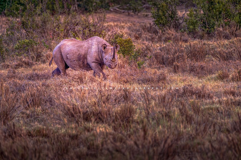 A  Black Rhino with huge horns in golden grass at sunset, Kenya