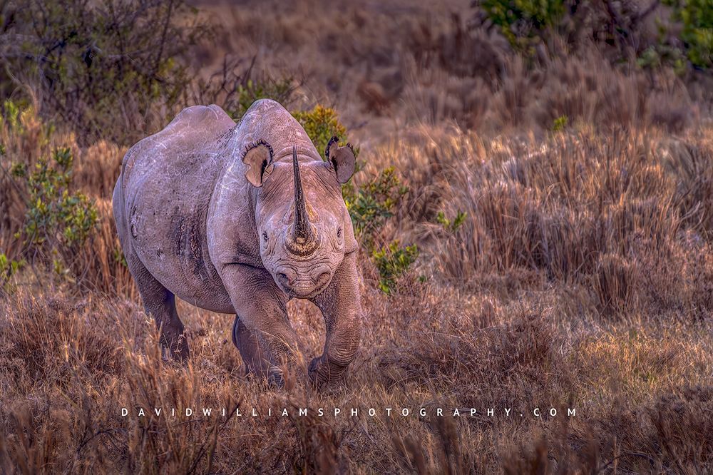 A Black Rhino begins a charge towards the camera, Kenya, Africa