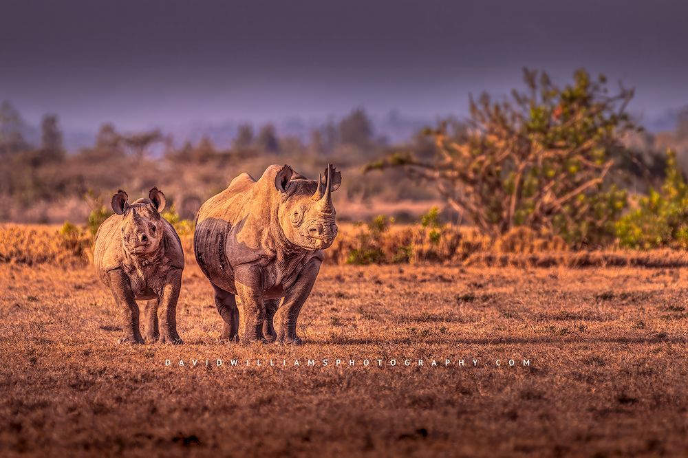 A Black Rhino with calf in golden grasses at sunset, Kenya, Africa