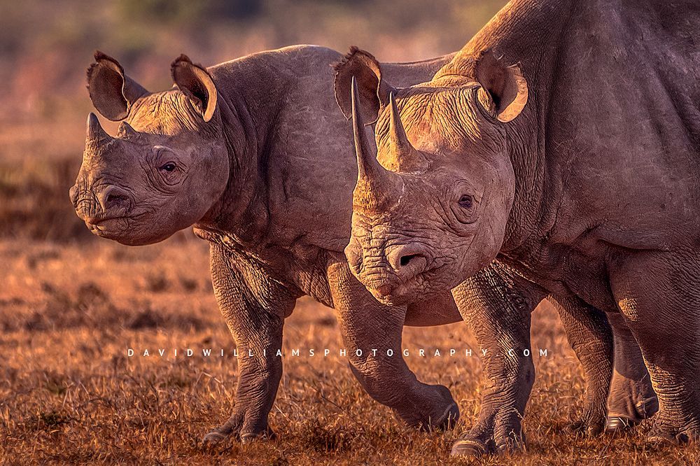 The head and shoulders of a Black Rhino and calf, Kenya, Africa