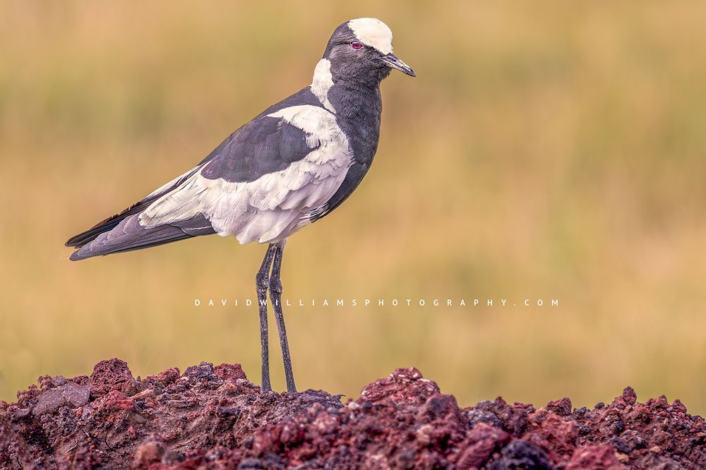A Blacksmith Lapwing horizontal side view, Kenya, Africa