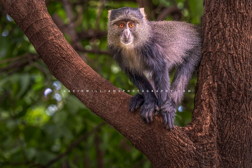 A Blue Monkey close up with eye contact, Tanzania