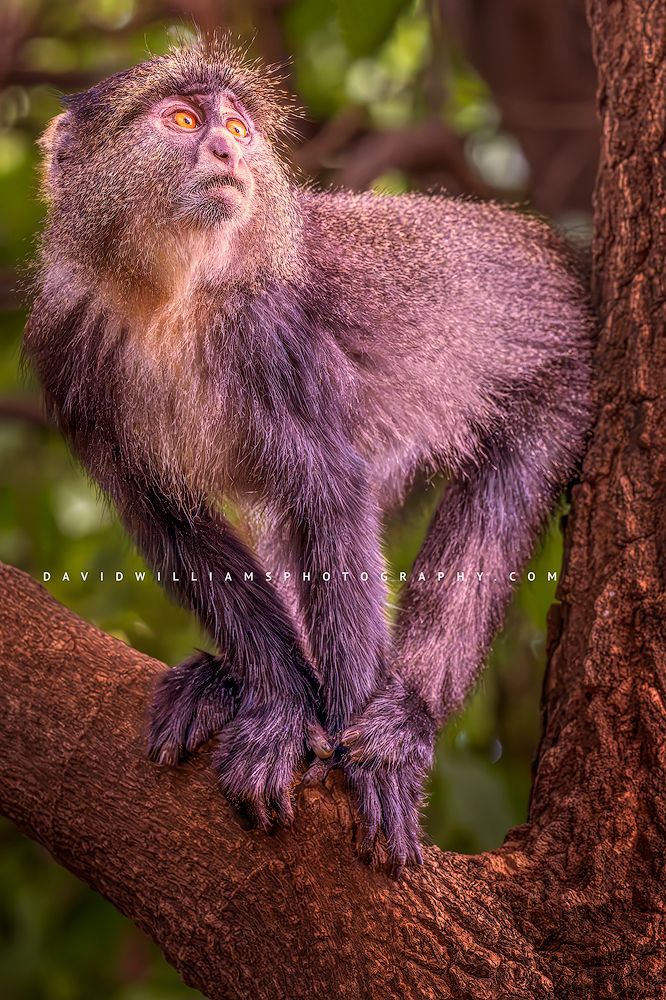 A vertical of a Blue Monkey in golden light, Tanzania, Africa