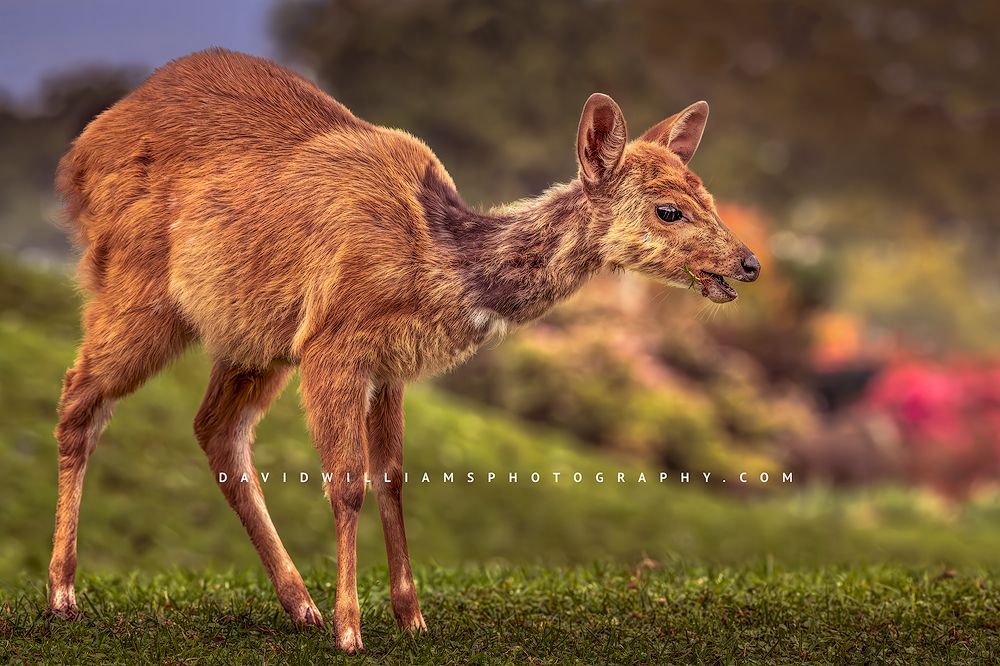 A Bushbuck calf (Tragelaphus scriptus) in green grasses at sunrise, Africa