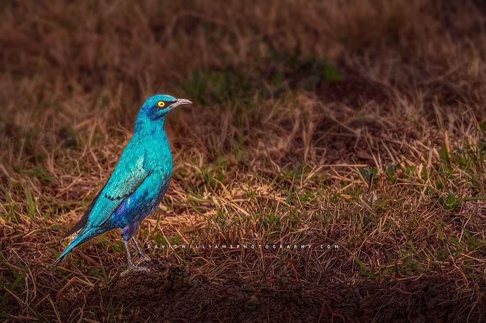 A Cape Starling eating roots at OL Pejeta Conservancy, Kenya