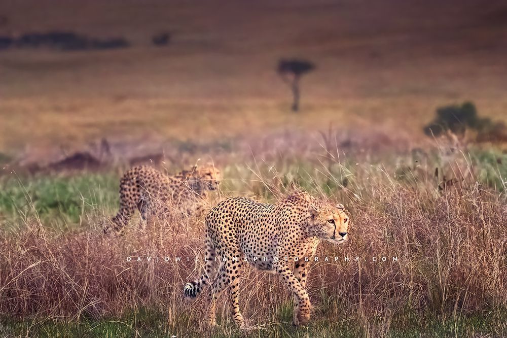 2 African cheetahs in the tall grasses looking for prey, Masai Mara, Kenya