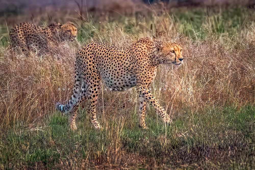 2 African cheetahs in the tall grasses hunting for prey, Masai Mara, Kenya