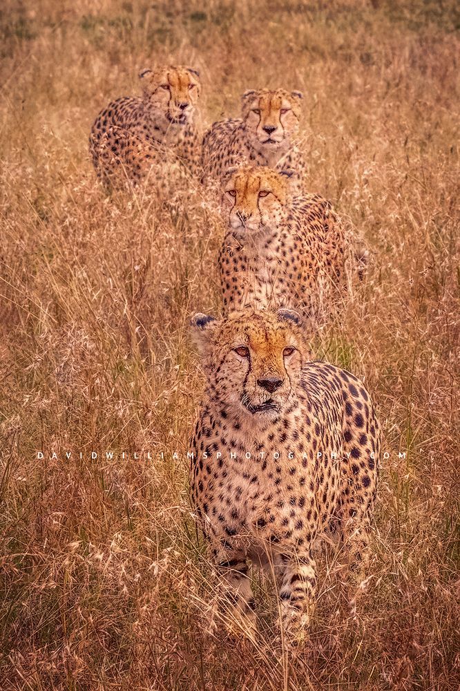4 African Cheetahs walking toward camera in single file, Masai Mara, Kenya
