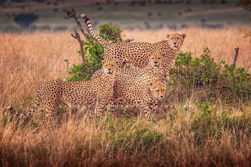 4 African Cheetahs on a mound in the golden savanna, Masai Mara, Kenya