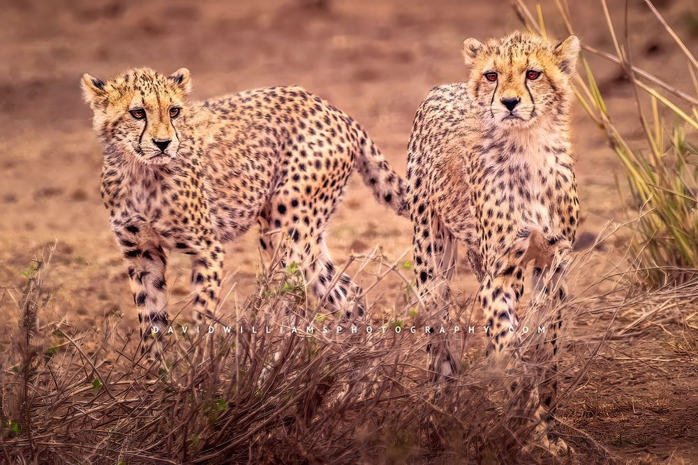 2 young Cheetah cubs learning to hunt, Kenya, Africa