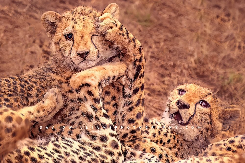 Cheetah cubs at play in Africa, captured during a daily field shoot Cheetah cubs playing while looking at camera, Africa