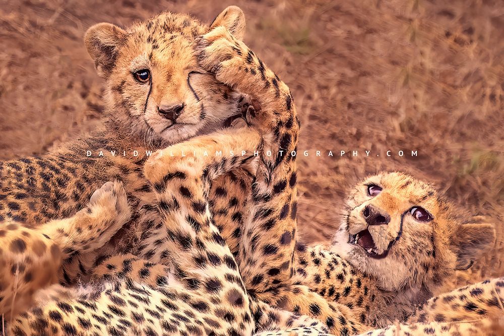 Cheetah Cubs playing in the grasses of Kenya