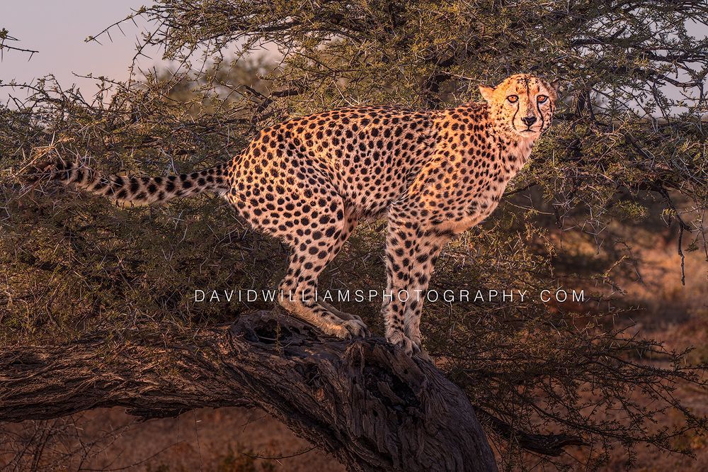 Fine art image of a cheetah in a tree with direct eye contact, Etosha National Park, Namibia.