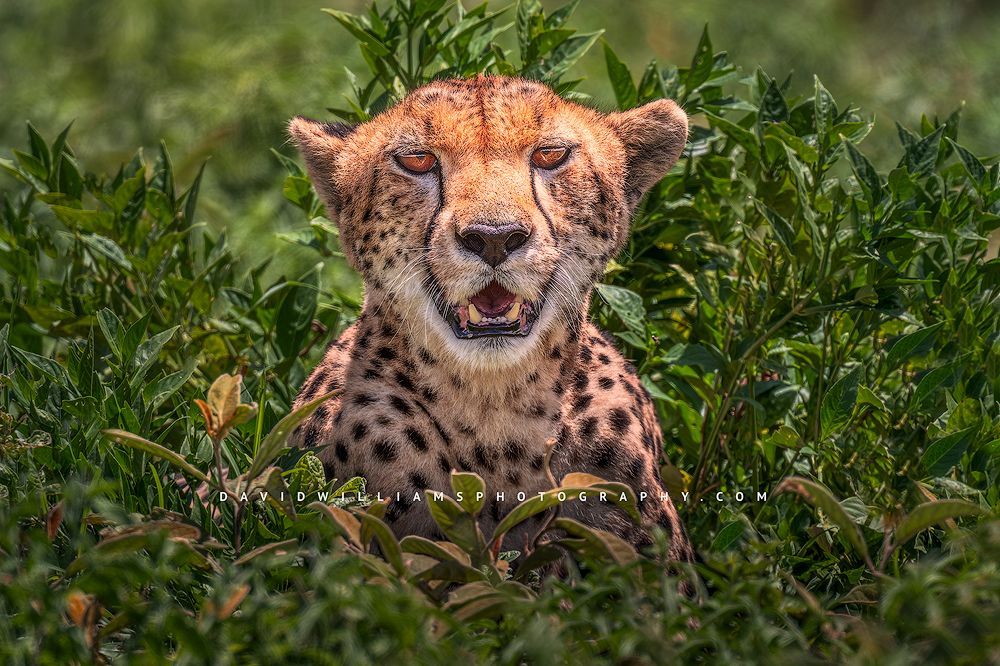 A cheetah in sitting position staring at camera, Tanzania, Africa