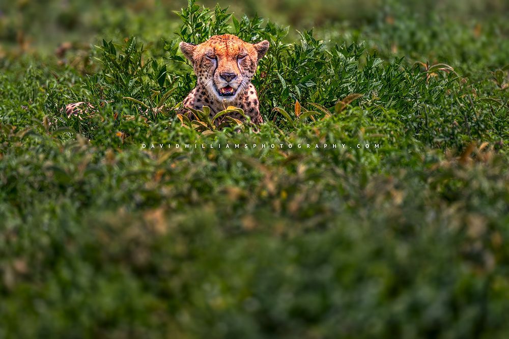 An African cheetah camouflaged in the bush, Tanzania, Africa