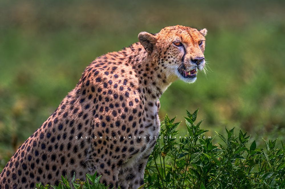 A cheetah in sitting position in greenery, Tanzania, Africa