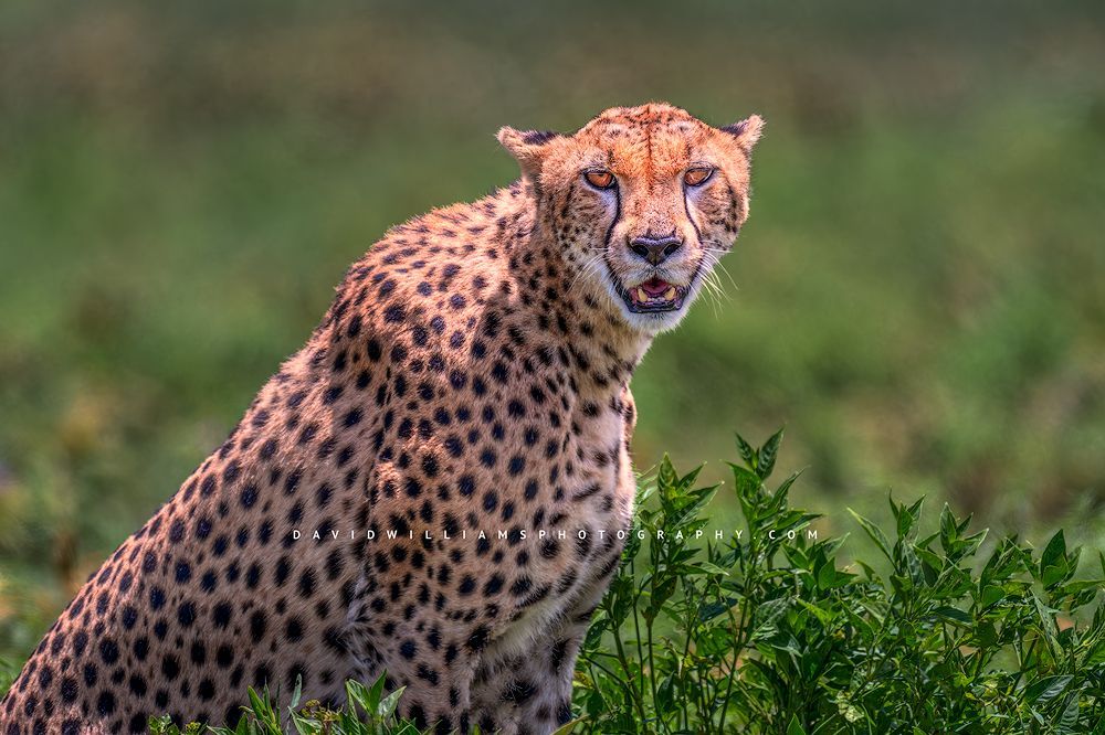 A cheetah in sitting position in greenery, Tanzania, Africa