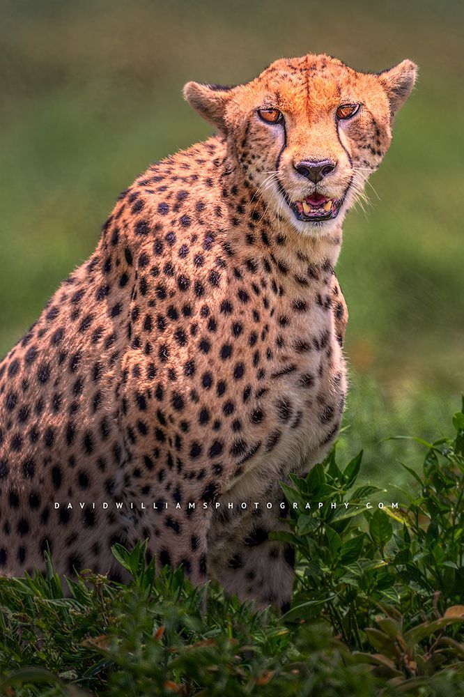 A cheetah staring at the camera, Ngorongoro,Tanzania, Africa