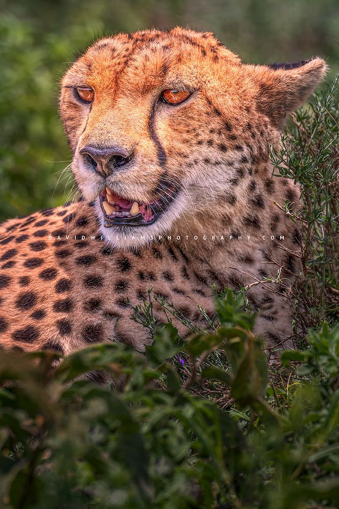 A cheetah hiding in a thicket of greenery, Tanzania