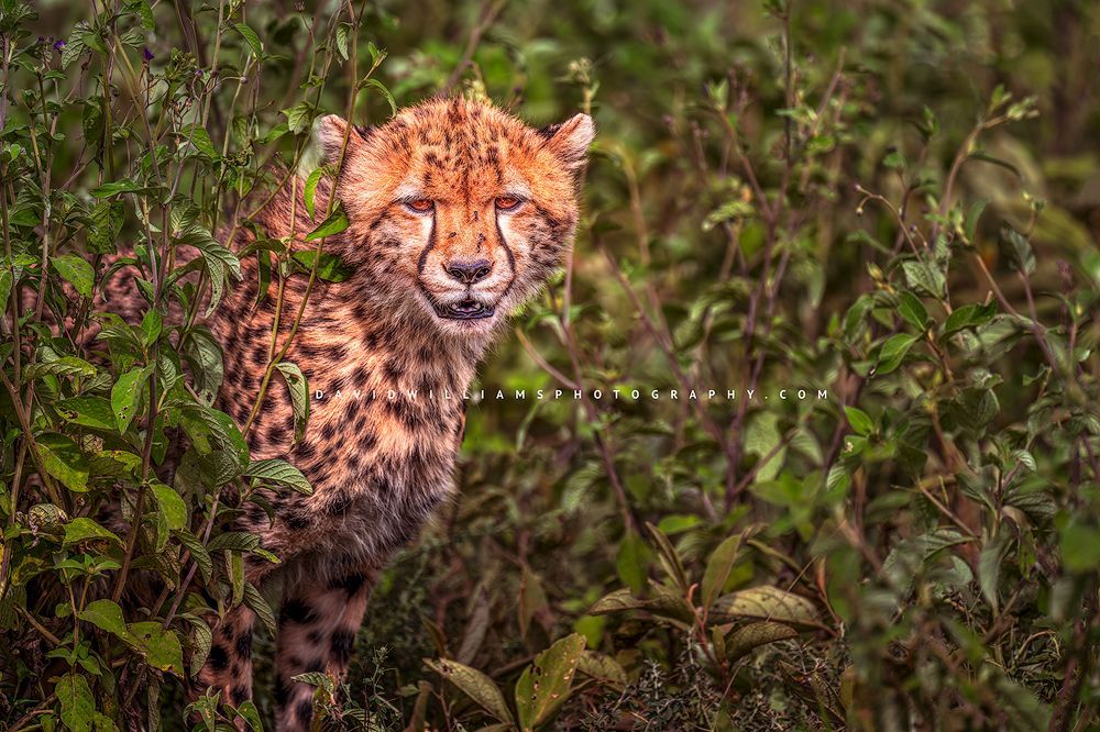 The head and shoulders of a cheetah cub, Africa