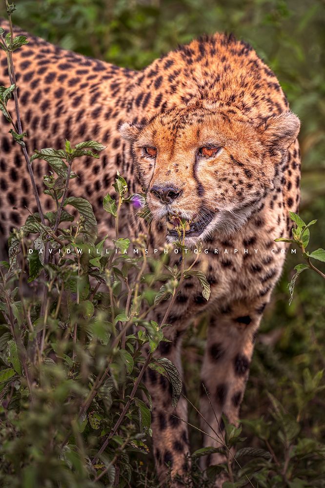 A cheetah hiding in a thicket of greenery, Tanzania