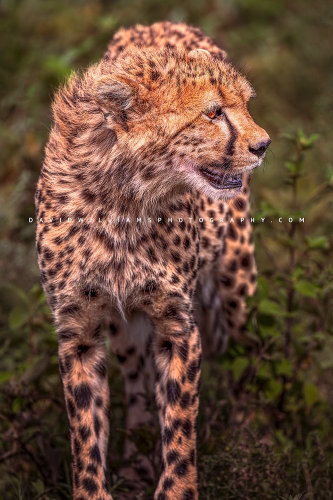 A cheetah cub is practicing stalking skills, Tanzania, Africa