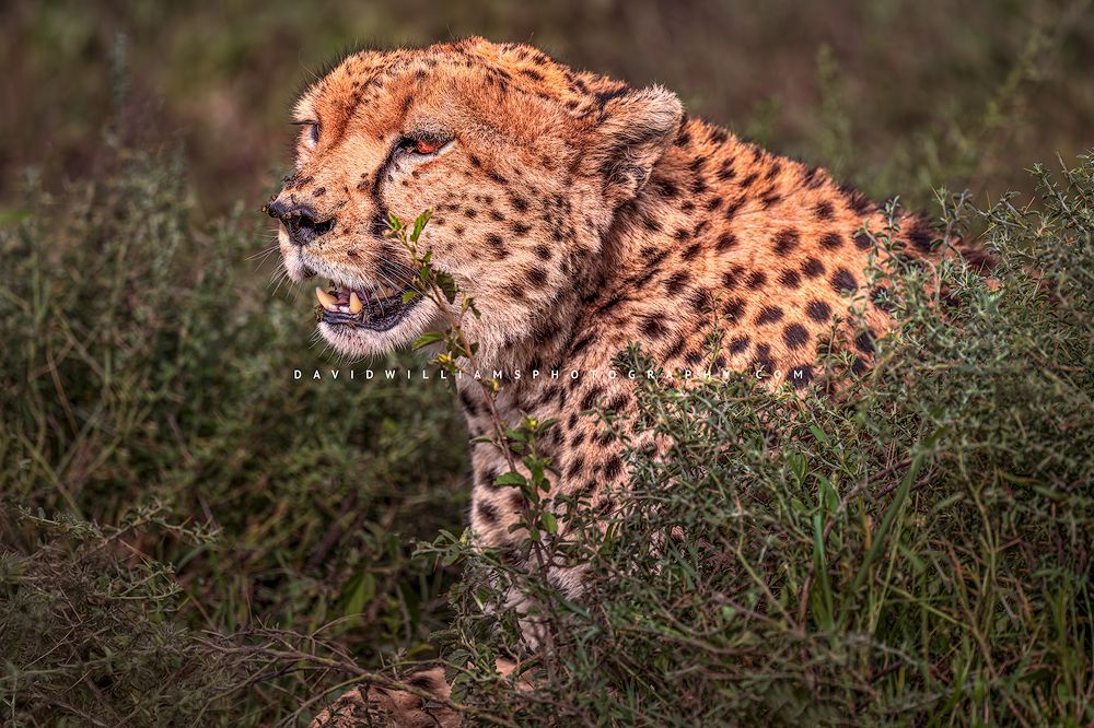 A cheetah hiding in vegetation in golden light
