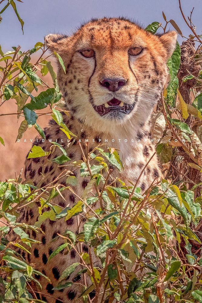 An close up of an African cheetah camouflaged in the Masai Mara, Kenya, Africa