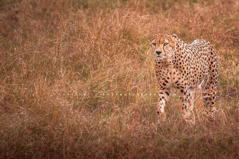 An African cheetah walking through golden grass, Masai Mara, Kenya