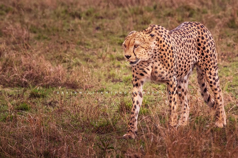 An African cheetah walking through the golden grass, Masai Mara, Kenya