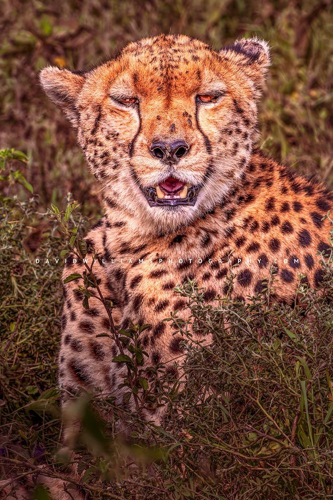 A cheetah with flies all over it’s face, Tanzania Africa