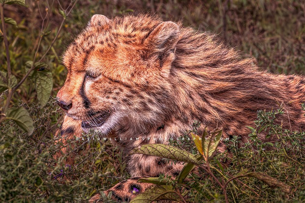 A cheetah cub playing in golden light, Serengeti, Tanzania